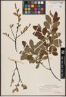 Foto von Salix aurita L. x Salix myrtilloides L.